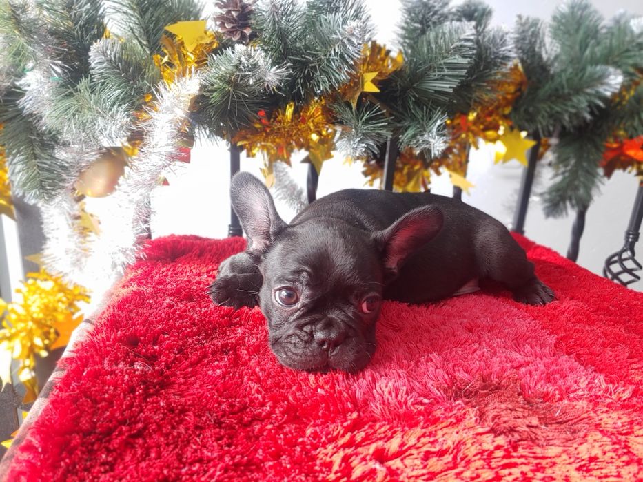 Щенята Французького  бульдога