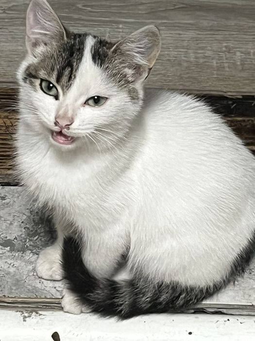 Котики,кошеня терміново