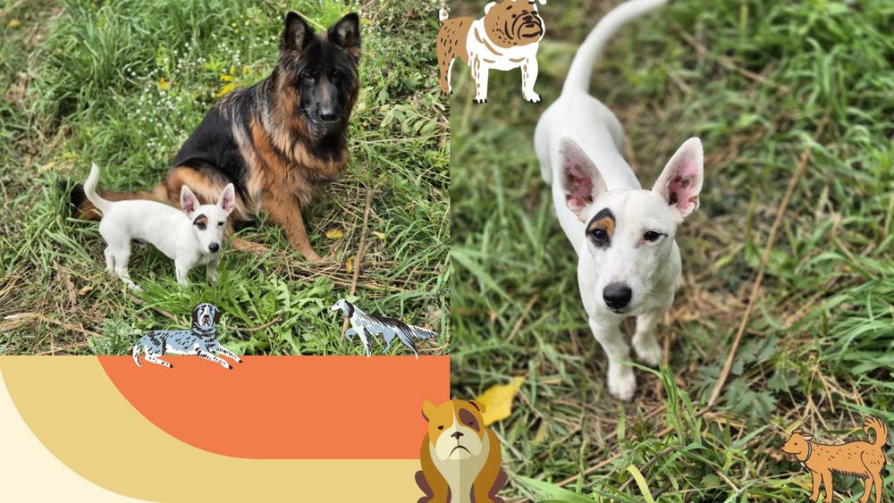 Domowa Opieka Hotel dla Kotów - Psów - Świnek Morskich - Jeży - Ptaków