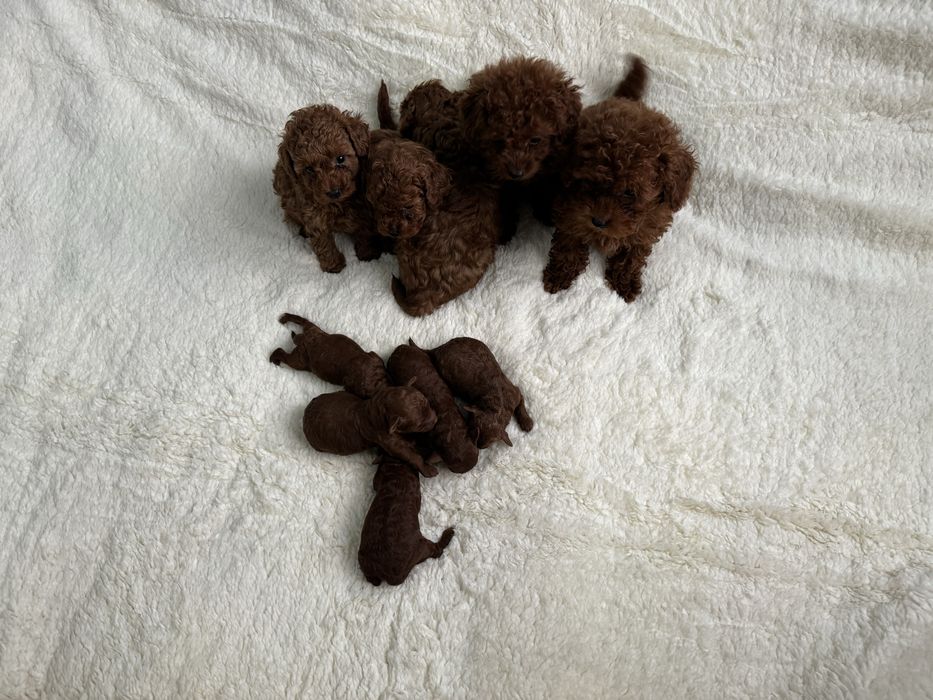 Супер яскраві дітки тойпуделя