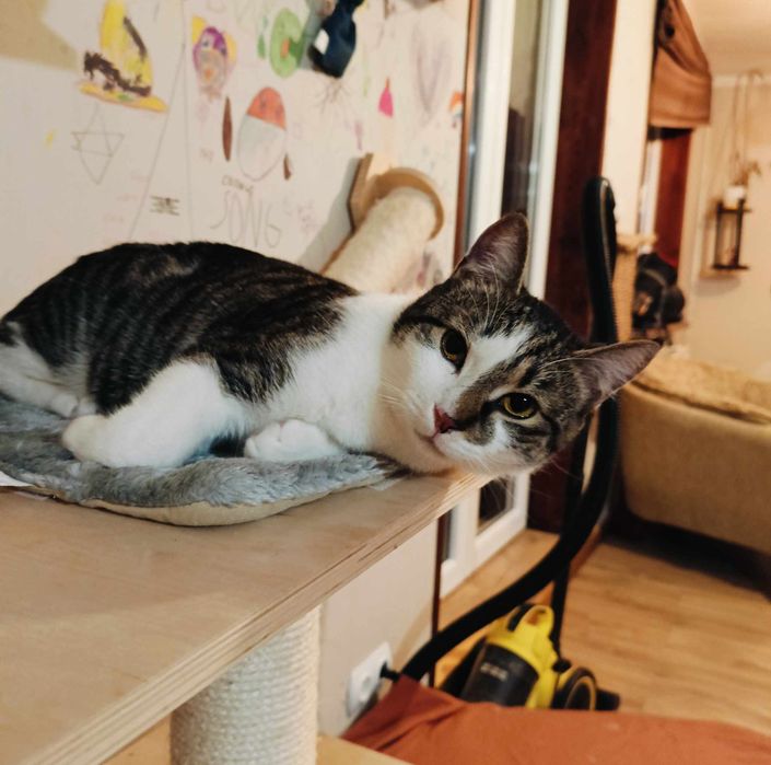 Uroczy Michaś szuka domku