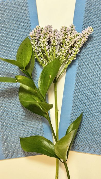 Карда для капсуляции волос