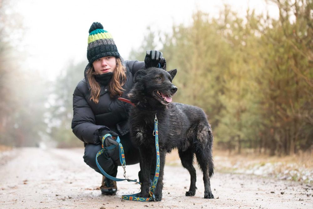 Duży czarny łagodny psiak - Charon szuka swojej rodziny do kochania