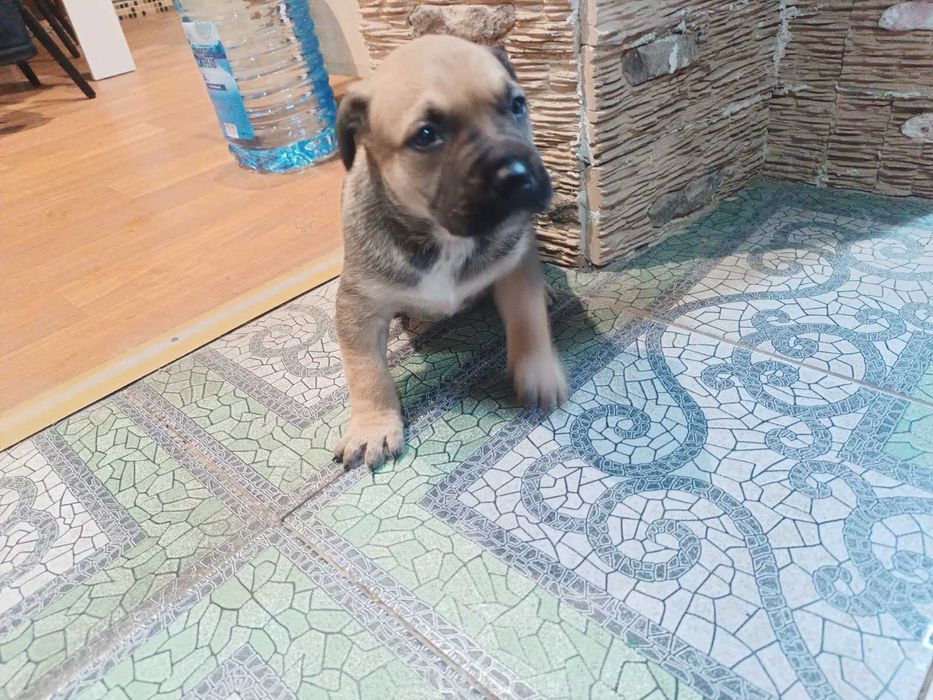 Щенки бесплатно !!!