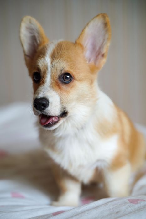 Genetycznie zdrowe Corgi FCI – przebadani rodzice