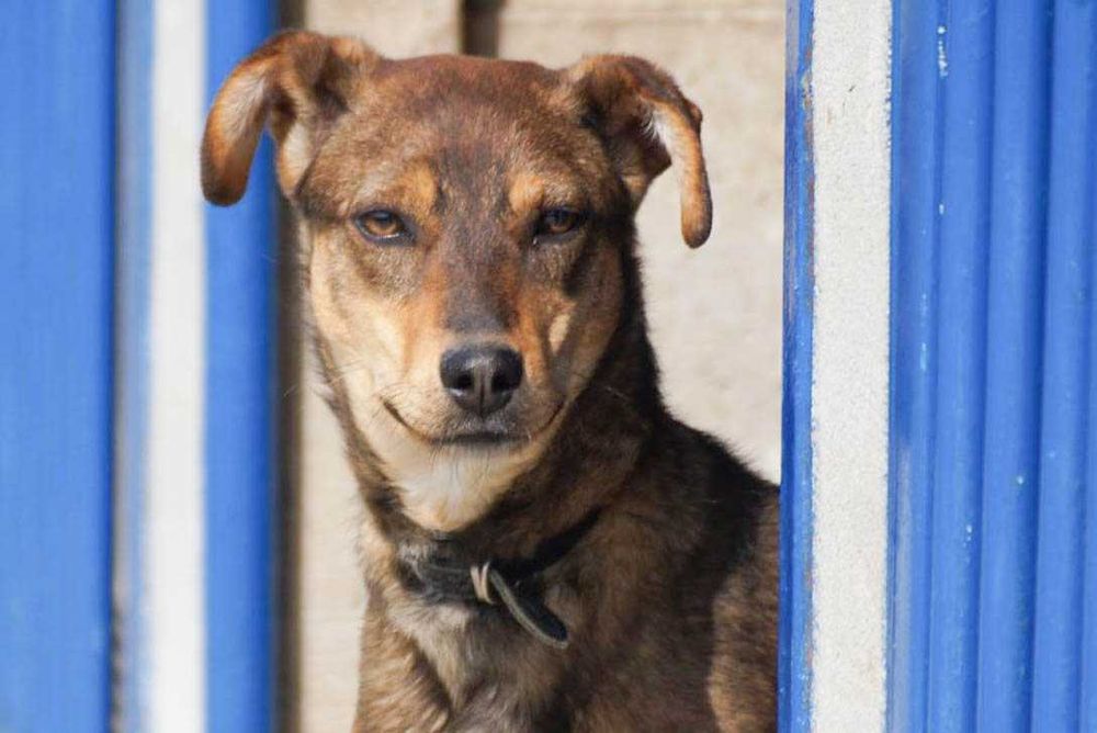 Bogar - średniej wielkosci psiak