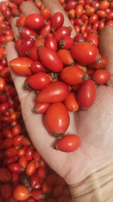 Продам шипшину сушену з Карпат