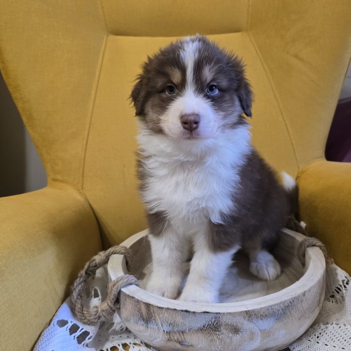 Owczarek australijski FCI suczka juz do odbioru