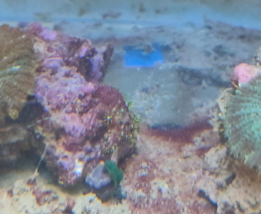 lote de  Corais 35 actinodiscus, xenias star polyp