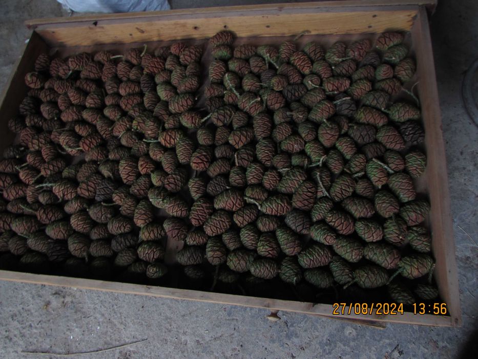 Секвойядендрон гігантський саджанці.Насіння. Sequoiadendron giganteum.