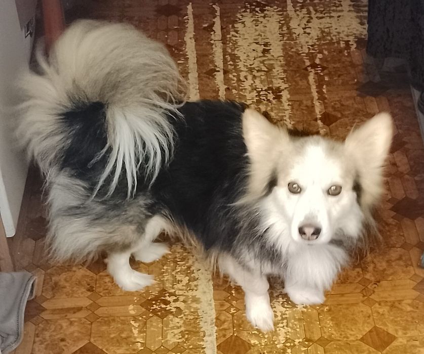 Песик Дік хатній красунчик, дуже розумний