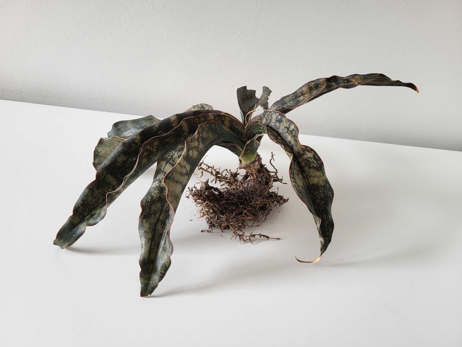 Sansevieria kirkii var. pulchra Coppertone - duża
