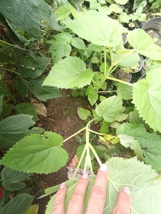 Cesarskie drzewo paulownia sadzonki