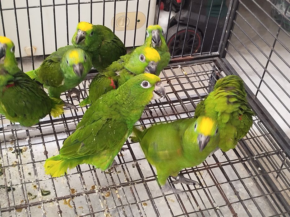 Amazona ochrocephala