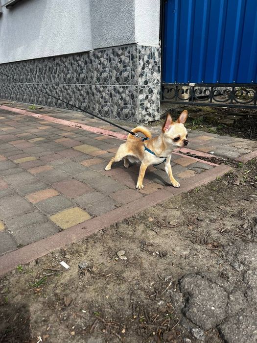 Чіхуахуа для в'язки