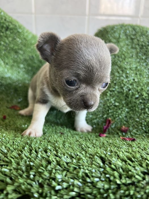 Chihuahua femea lilac com branco mini