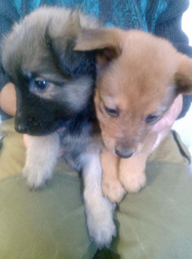 Цуценята народжені 1 грудня 2025 року