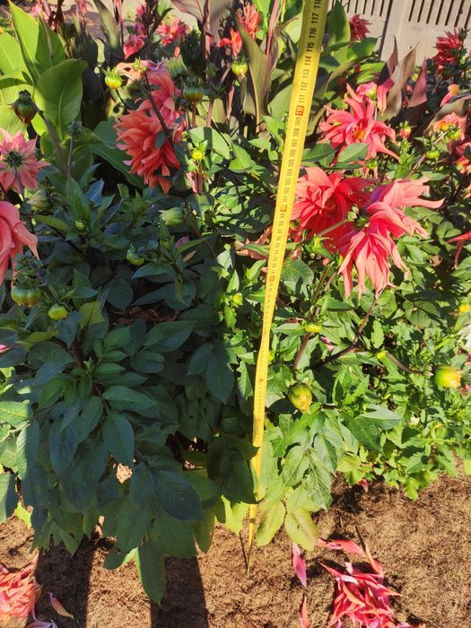 Dalia talerzowa i strzępiasta