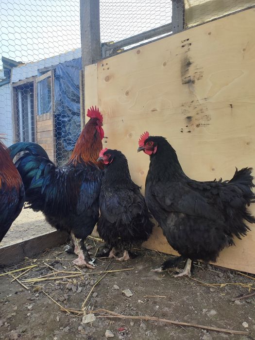 Marans Preto Cobre - Ovos e Pintos