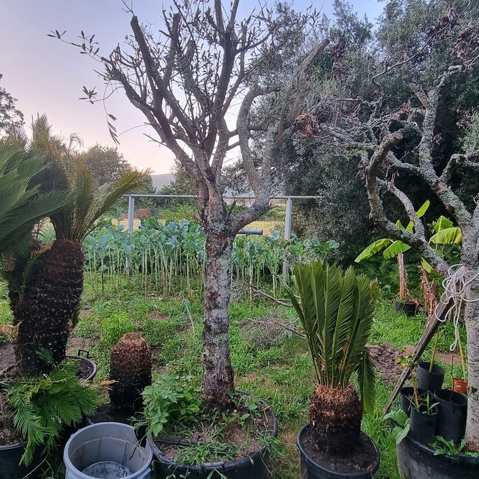 palmeira sika  varias