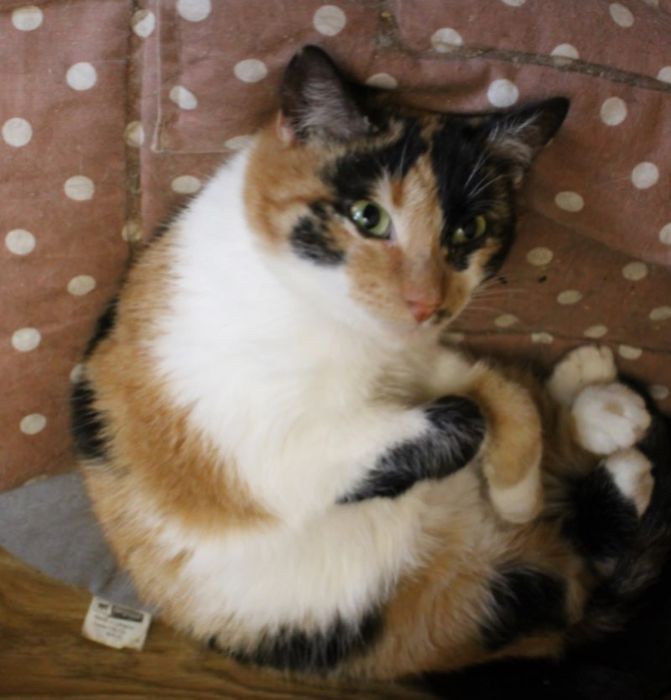 Робкая Клео, 1 год, кошечка