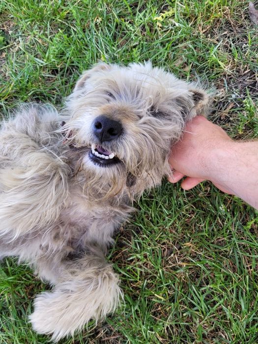 Psi behawiorysta I trener - ŁASK I ŁÓDŹ