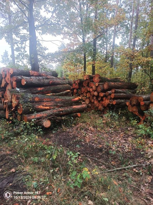 Drewno olchowe, olcha, liściaste.