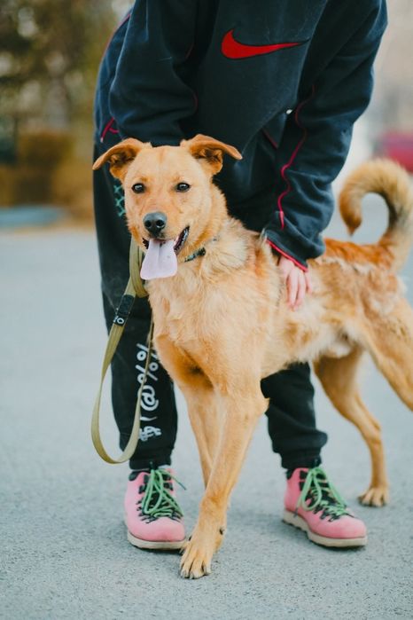 Пропав пес! Шукаємо! Втік під час обстрілів!