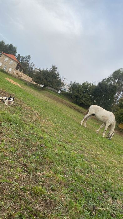 Cavalo puro lusitano