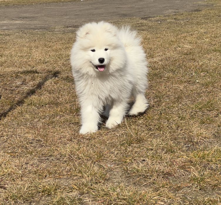 Samoyed szczenię ZKwP/Fci