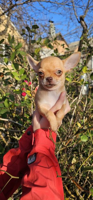 Чихуахуа КСУ девочка