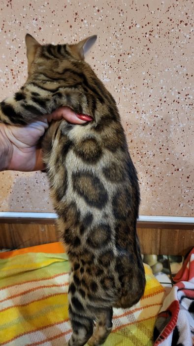 Бенгальские котята wcf.