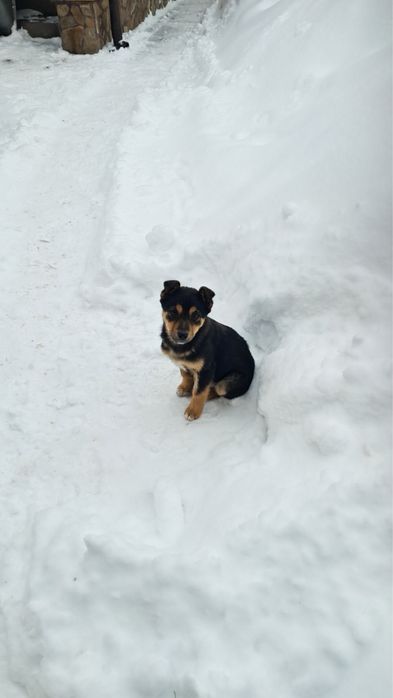 Віддам в добрі руки