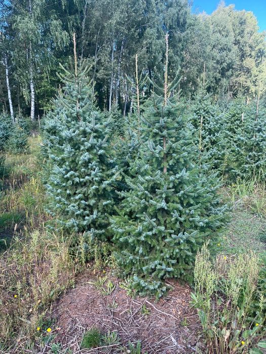 świerk serbski formowany  200-250cm dowóz, faktura VAT