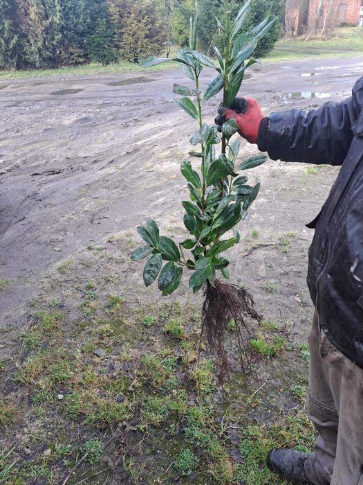 Laurowiśnia 70-110cm Łeba i okolice do 100 km dowóz gratis