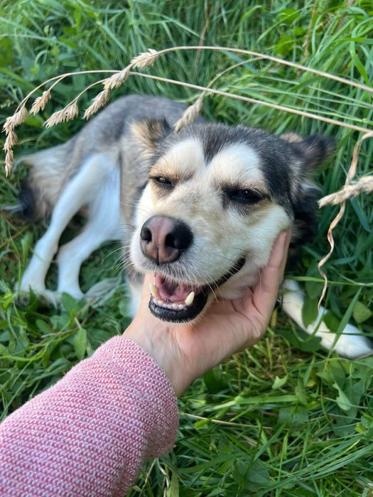 Urocza sunia Leia szuka domku