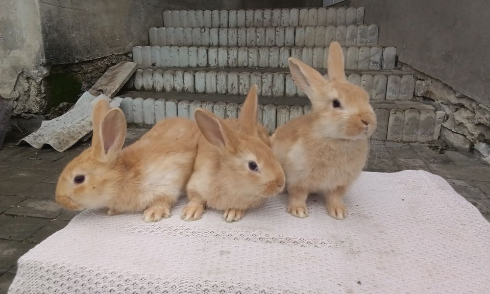 Кролі породи Бургундія вік 45 днів проколені