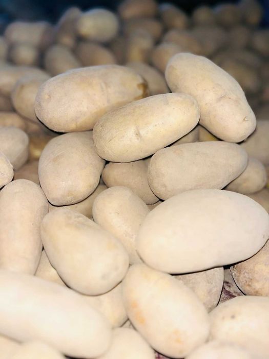 ПРОДАЄМО картоплю сорту "ГРАНАДА"