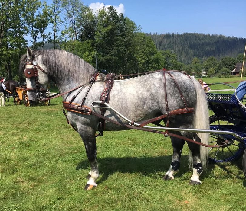 Stanówka Ogier śląski Ramzes II