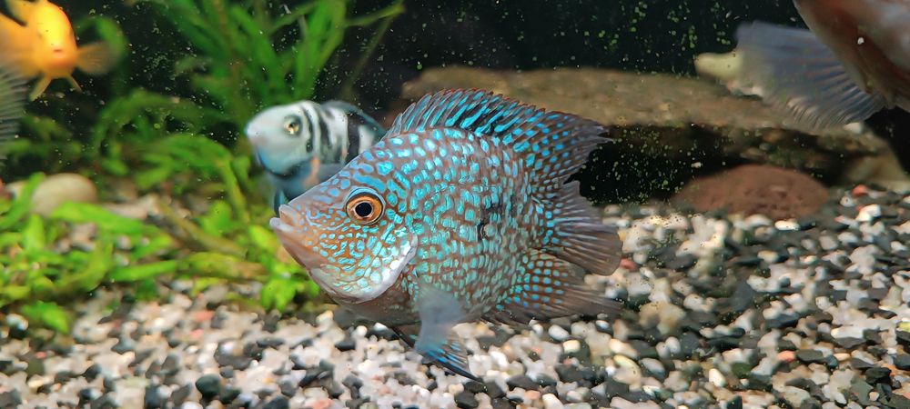 Цихлозома Діамантова