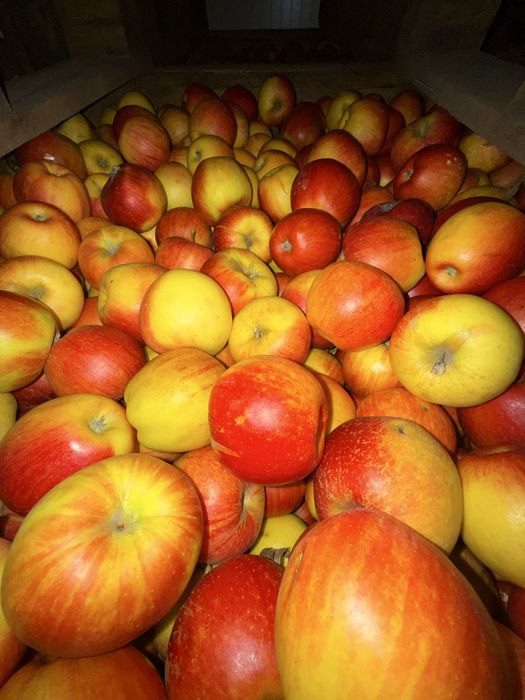 Яблука різних сортів
