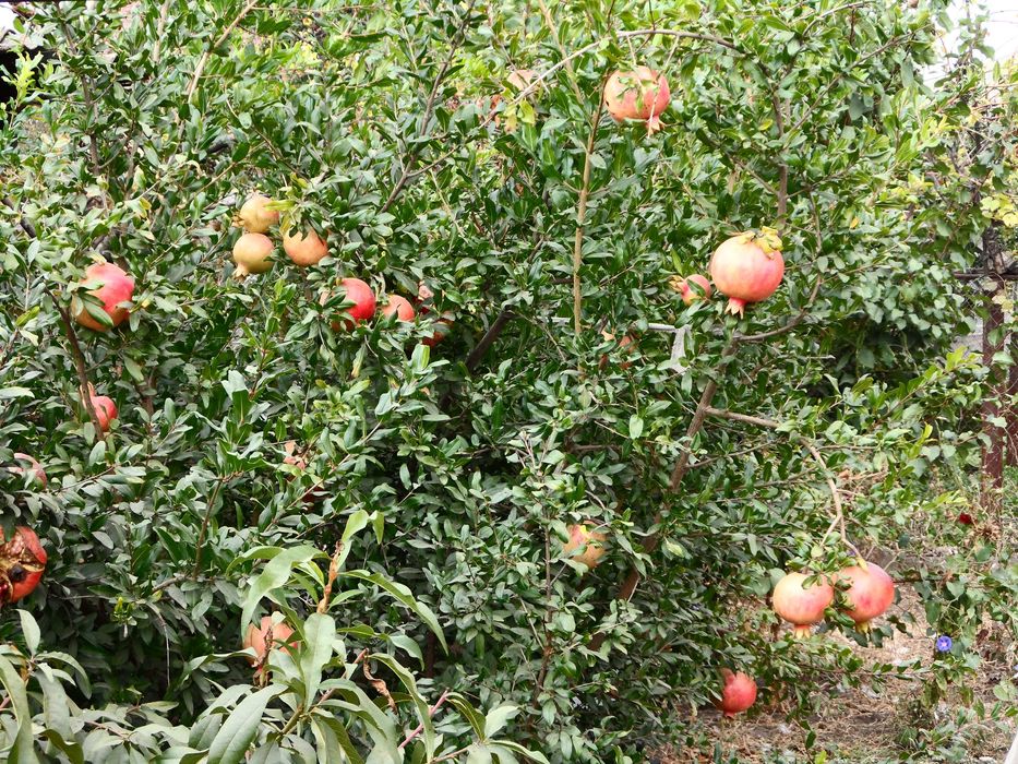 Гранаты Сортовые , разные саженцы.  Разные Сорта.