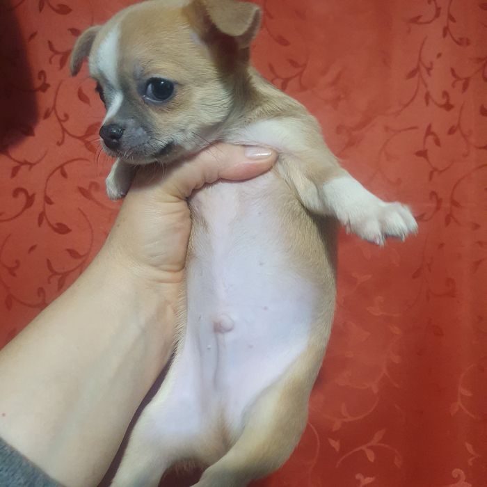 Малчик чихуахуа палевый с белым