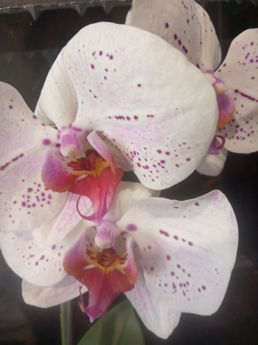 Орхідея * Гоя  *