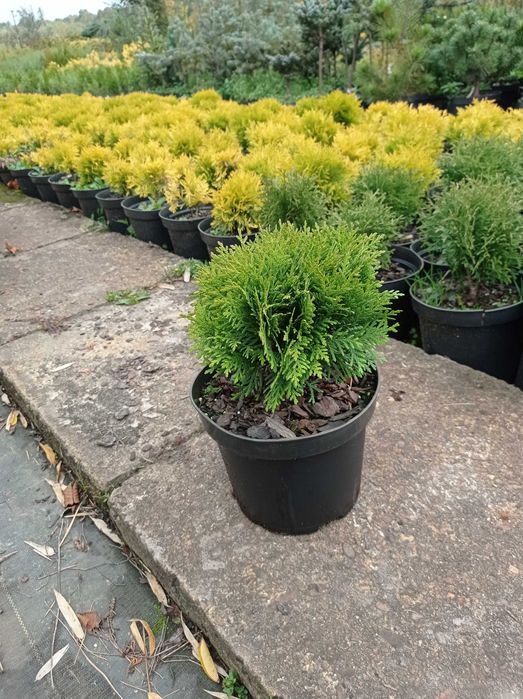 Tuja 'Danica' doniczka 3L