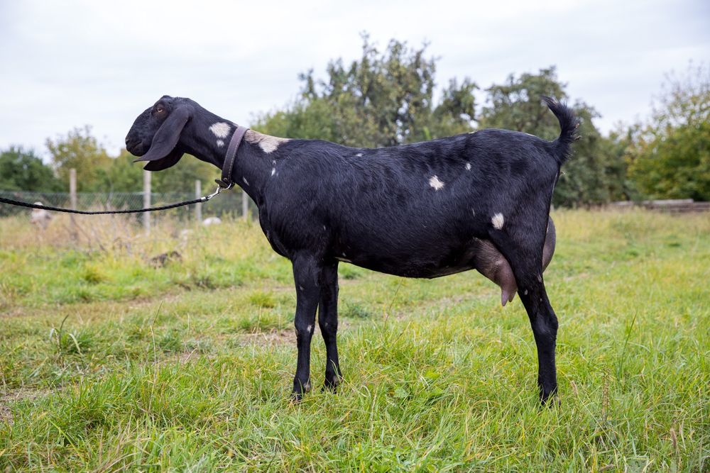 Англо-нубійскі кози