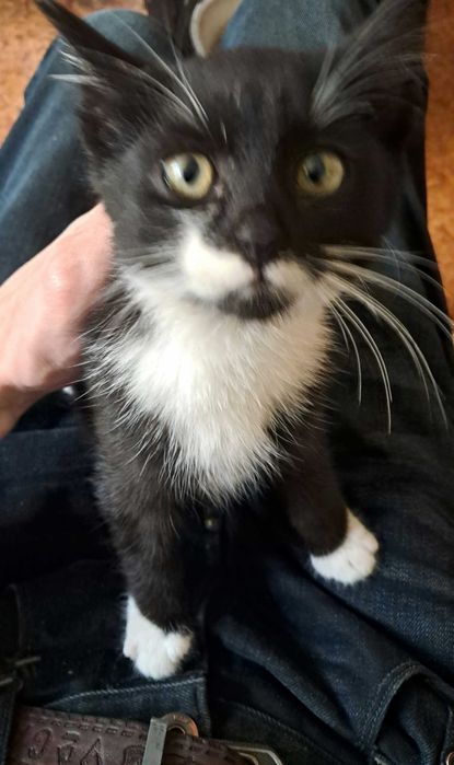 Котик, 4 місяці.