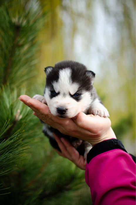 Хаскі.Хлопчик. КСУ