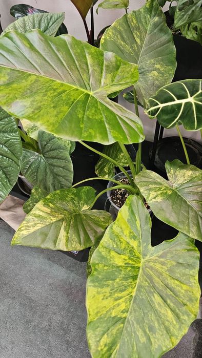 Алоказия Гагеана ауреа Голден бон, Кукулата  Голден