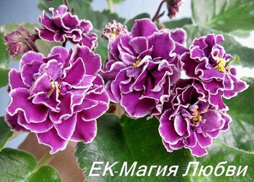Продам фіалки дуже гарні